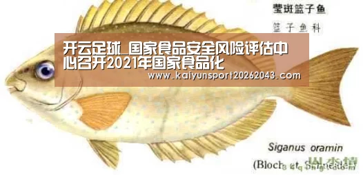 开云足球